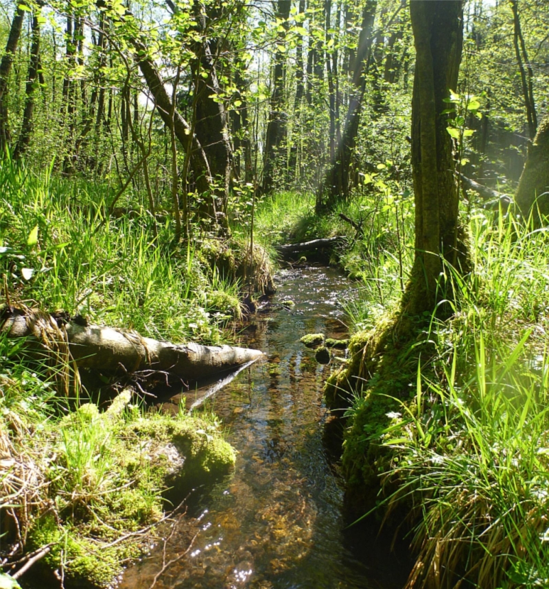 Nahrungsnetzökologie